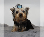 Small #1 Yorkshire Terrier