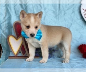 Ausky Puppy for sale in LANCASTER, PA, USA