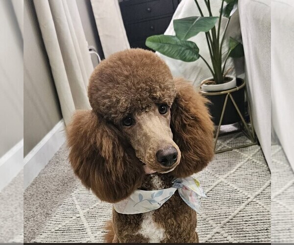 Medium Photo #1 Poodle (Miniature) Puppy For Sale in WHITE HOUSE, TN, USA