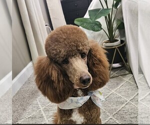 Poodle (Miniature) Puppy for Sale in WHITE HOUSE, Tennessee USA