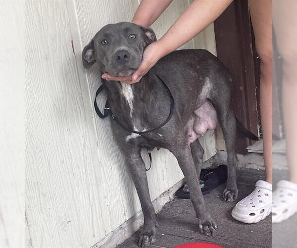 Medium Photo #1 American Staffordshire Terrier-Unknown Mix Puppy For Sale in San Antonio, TX, USA