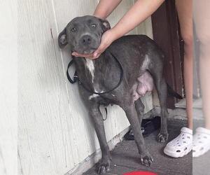 American Staffordshire Terrier-Unknown Mix Dogs for adoption in San Antonio, TX, USA
