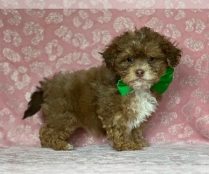 ShihPoo Puppy for sale in LANCASTER, PA, USA