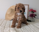 Small #3 Poodle (Miniature)
