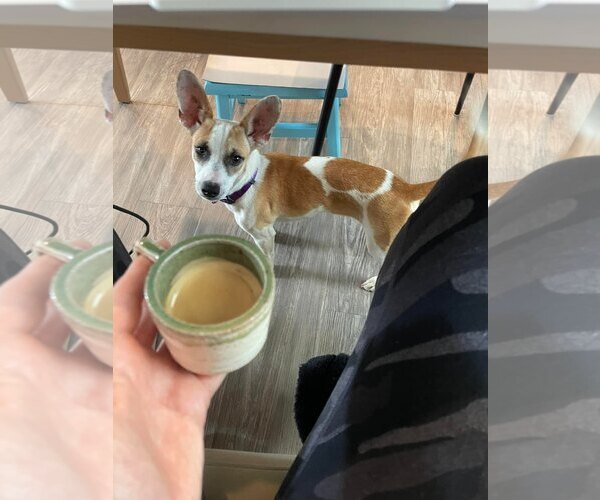 Medium Photo #2 Rat-Cha Puppy For Sale in Corona, CA, USA