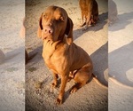 Small Photo #1 Vizsla Puppy For Sale in AGUA DULCE, CA, USA