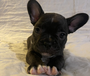 French Bulldog Puppy for sale in CORRALITOS, CA, USA