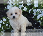 Small #2 Bichpoo