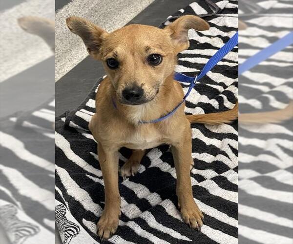 Medium Photo #1 Chihuahua-Unknown Mix Puppy For Sale in Tallahassee, FL, USA
