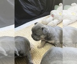 Small Photo #30 French Bulldog Puppy For Sale in TRENTON, TX, USA