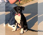 Small Labrador Retriever Mix