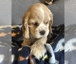 Small #2 Cocker Spaniel