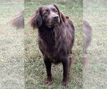Small #2 Australian Shepherd-Chocolate Labrador retriever Mix