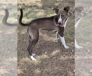 American Pit Bull Terrier-Unknown Mix Dogs for adoption in San Antonio, TX, USA