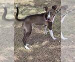 Small American Pit Bull Terrier Mix
