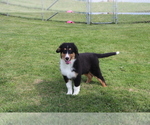 Small #1 Bernese Mountain Dog-Collie Mix