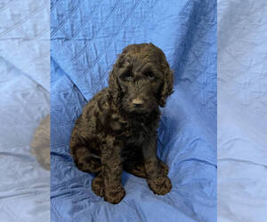 English Setter-Irish Doodle Mix Puppy for sale in ANAMOSA, IA, USA