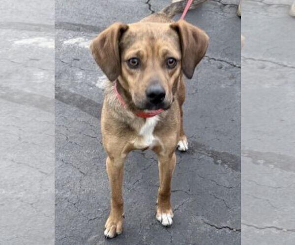 Medium Photo #5 Puggle Puppy For Sale in Mt. Laurel, NJ, USA