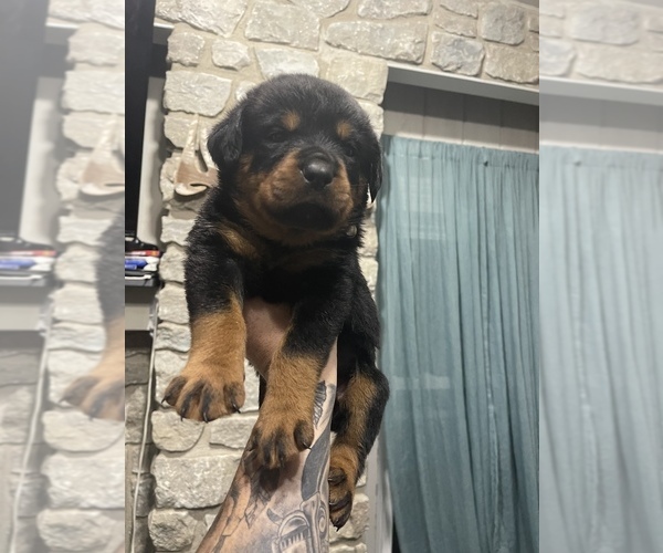 Medium Photo #1 Rottweiler Puppy For Sale in MOORELAND, IN, USA