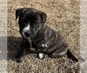 American Staffordshire Terrier-Unknown Mix Dogs for adoption in Holly Springs, NC, USA