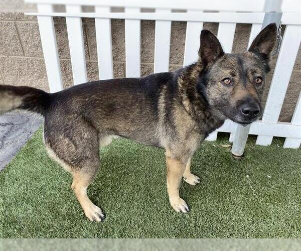 Medium Photo #1 Texas Heeler-Unknown Mix Puppy For Sale in Modesto, CA, USA