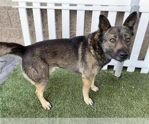 Texas Heeler-Unknown Mix Dogs for adoption in Modesto, CA, USA