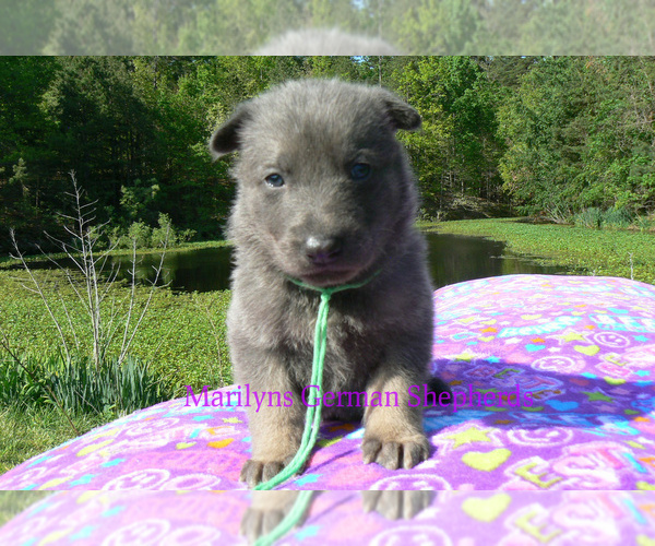 Medium Photo #5 German Shepherd Dog Puppy For Sale in PIEDMONT, MO, USA