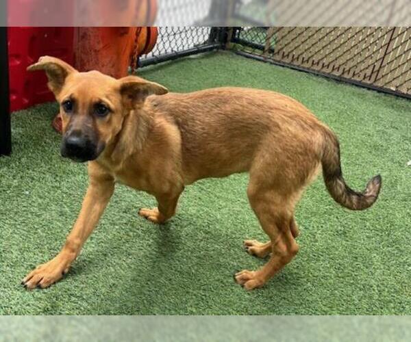 Medium Photo #2 German Shepherd Dog-Unknown Mix Puppy For Sale in Norco, CA, USA