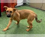 Small #1 German Shepherd Dog Mix