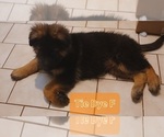 Small Photo #7 German Shepherd Dog Puppy For Sale in LACEY, WA, USA