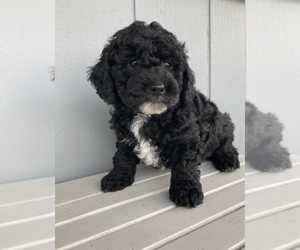 Newfoundland-Poodle (Miniature) Mix Puppy for sale in PLAIN CITY, OH, USA