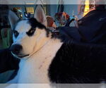 Small #2 Siberian Husky