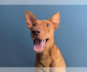 Pharaoh Hound Dogs for adoption in San Clemente, CA, USA