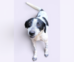 Small Colonial Cocker Spaniel Mix