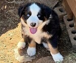 Puppy Oak Reduced Miniature Australian Shepherd
