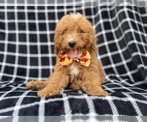 Goldendoodle (Miniature) Puppy for sale in LAKELAND, FL, USA