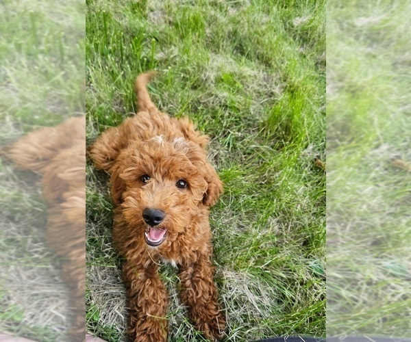 Medium Photo #4 Goldendoodle Puppy For Sale in INDIANAPOLIS, IN, USA