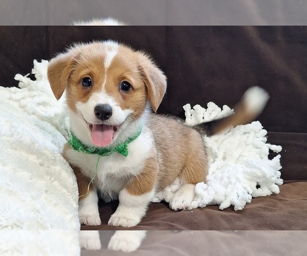 Medium Photo #27 Pembroke Welsh Corgi Puppy For Sale in ARROYO GRANDE, CA, USA