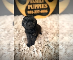Cavapoo (Miniature) Puppy for Sale in CROSSVILLE, Tennessee USA