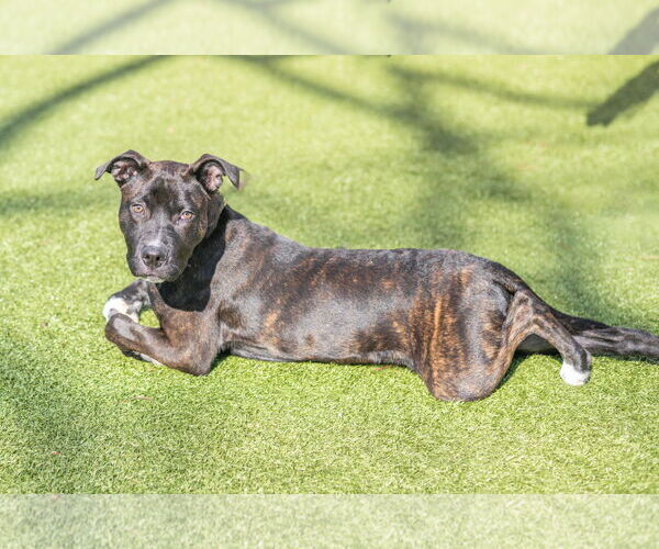 Medium Photo #2 Mutt Puppy For Sale in Hilton Head, SC, USA