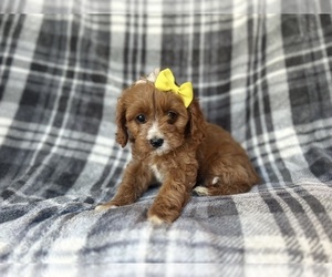Cavapoo Puppy for sale in LAKELAND, FL, USA