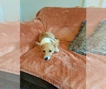 Small #3 Pembroke Welsh Corgi