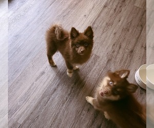 Pomsky Puppy for sale in MADISON, WI, USA
