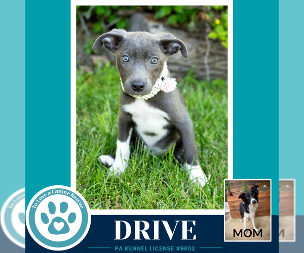 Medium Photo #2 Borador Puppy For Sale in Kimberton, PA, USA