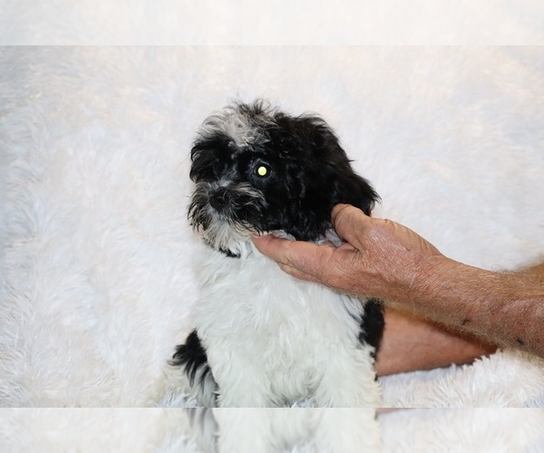 Medium Photo #26 ShihPoo Puppy For Sale in DYERSBURG, TN, USA