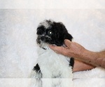 Small #25 ShihPoo