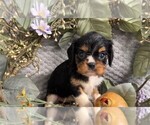 Small #5 ShihPoo