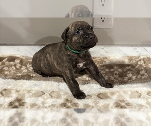 Medium American Pit Bull Terrier-Labrador Retriever Mix