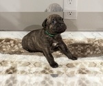 Puppy Shrek American Pit Bull Terrier-Labrador Retriever Mix