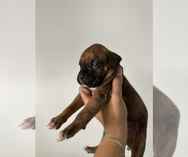 Medium Photo #4 Boxer Puppy For Sale in MORENO VALLEY, CA, USA